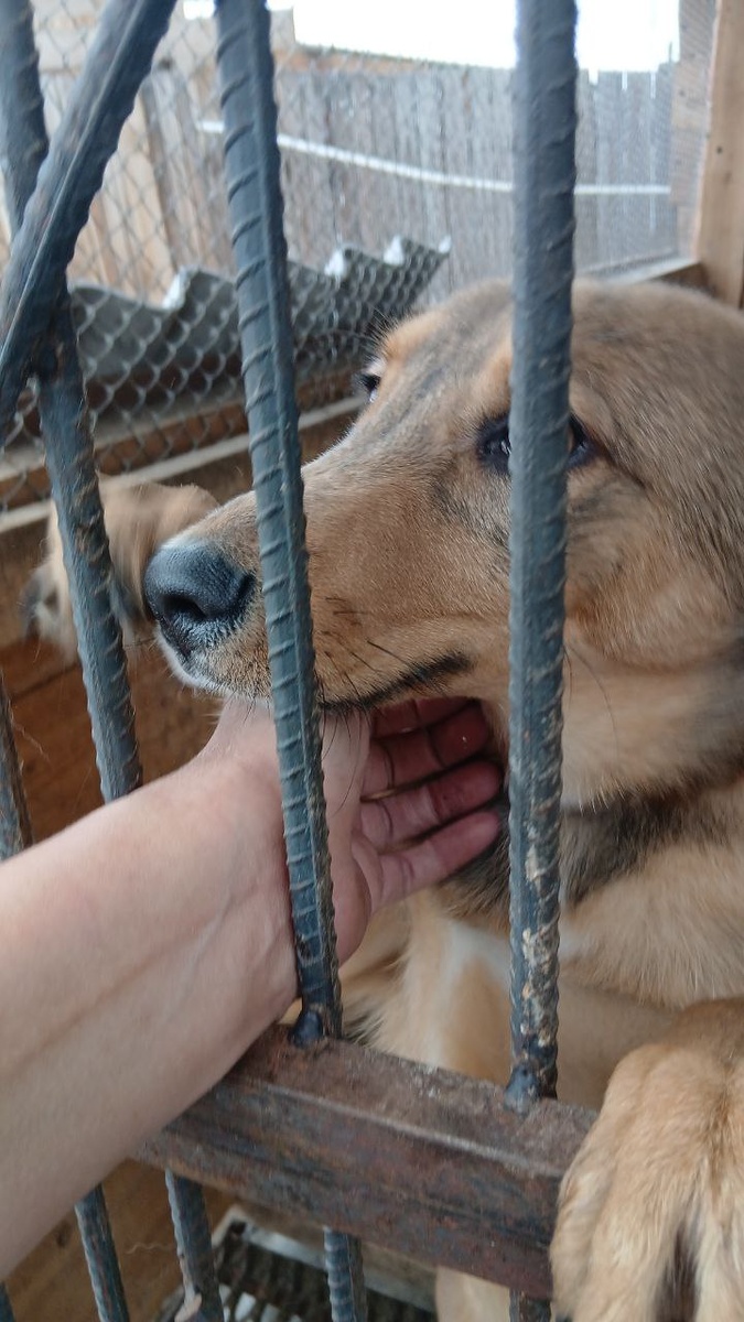 Вместе с "щенком из мешка", в освободившийся вольер посадили рыжего щенка-подростка, который приехал в приют с поврежденной лапой. 