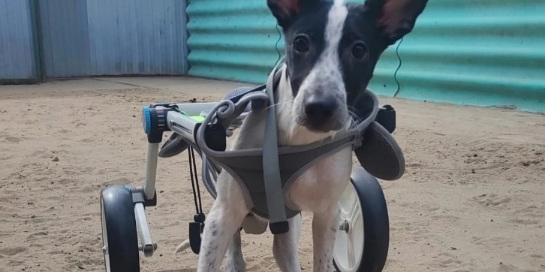 Ушастого щенка укусила собака, и его задние лапки парализовало 😔