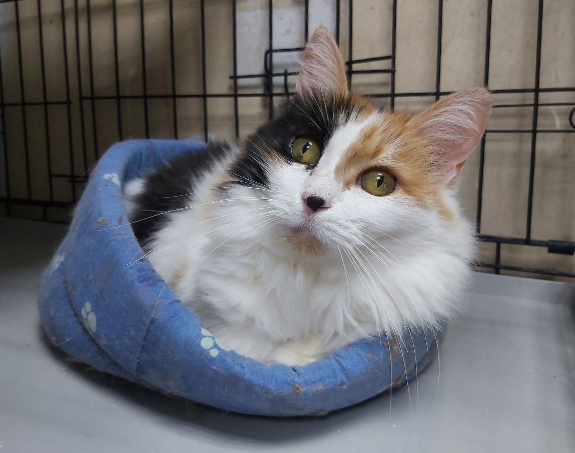 Кошечка Клера, 9 лет, домашняя кошечка. Жила в частном доме, осталась без хозяйки. Кошечка спокойная и ласковая.