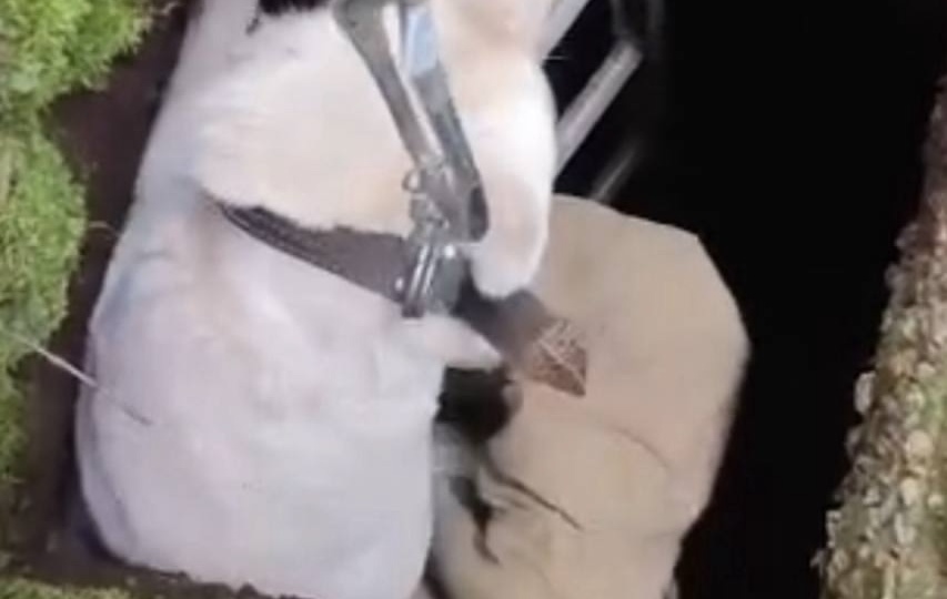 Пес громко залаял на человека и схватил его за штанину, пытаясь куда-то потащить 🙏