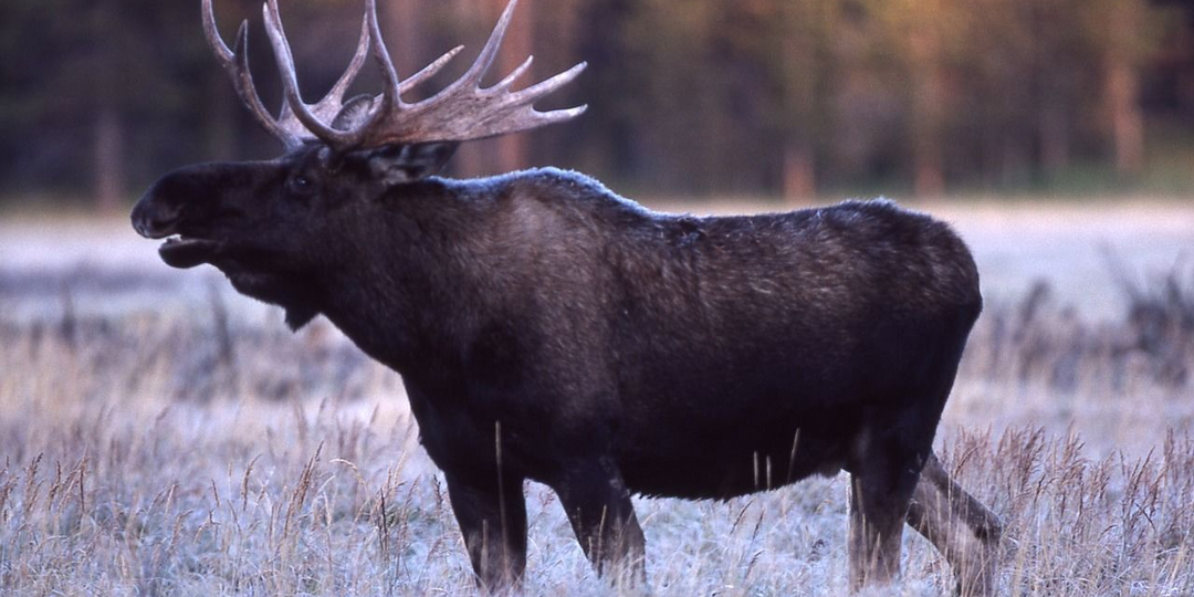 Лось - второй по значимости символ России: повадки и особенности