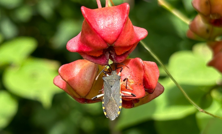    Источник фото: Ботанический сад-институт ДВО РАН