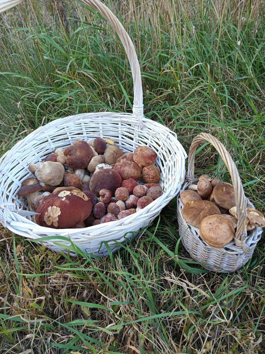 Сегодня собрали 32 боровых и 34 еловых. Нашли и 9 сетчатых(половину на том же месте , что и прошлый раз.) Сетчатые все взрослые, хоть и чистые, но их не брали.