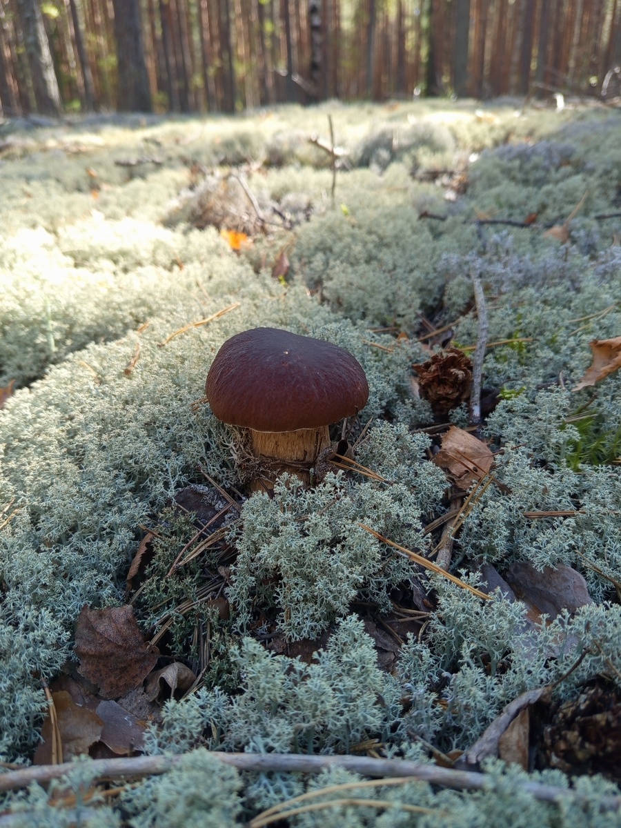 Самый красивый еловый на сегодня ,оооой хорошо стоял