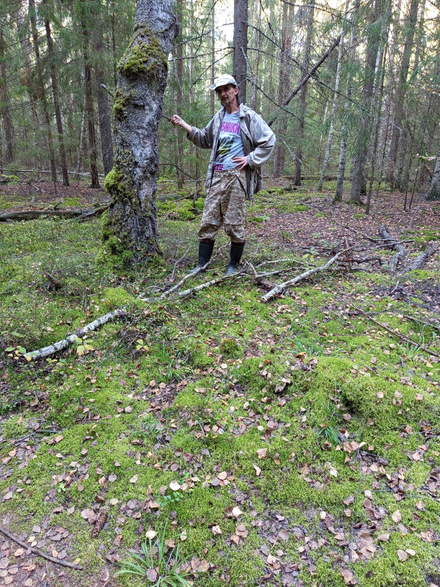 В гостях у леса. 