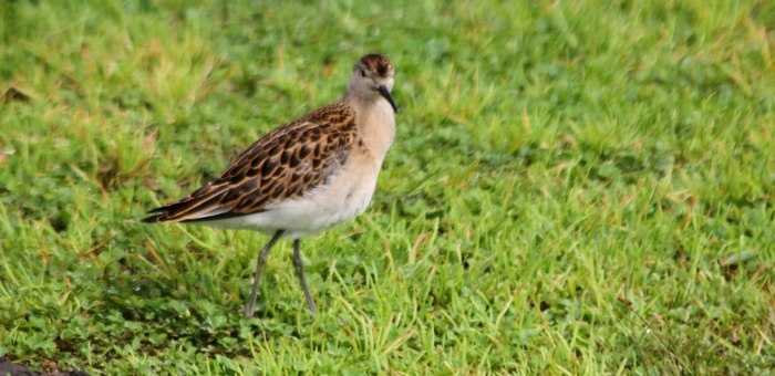 В Алтайском заповеднике заметили редкого турухтана