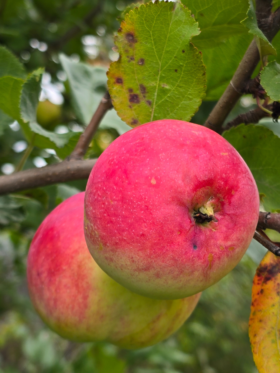 На одной круглые