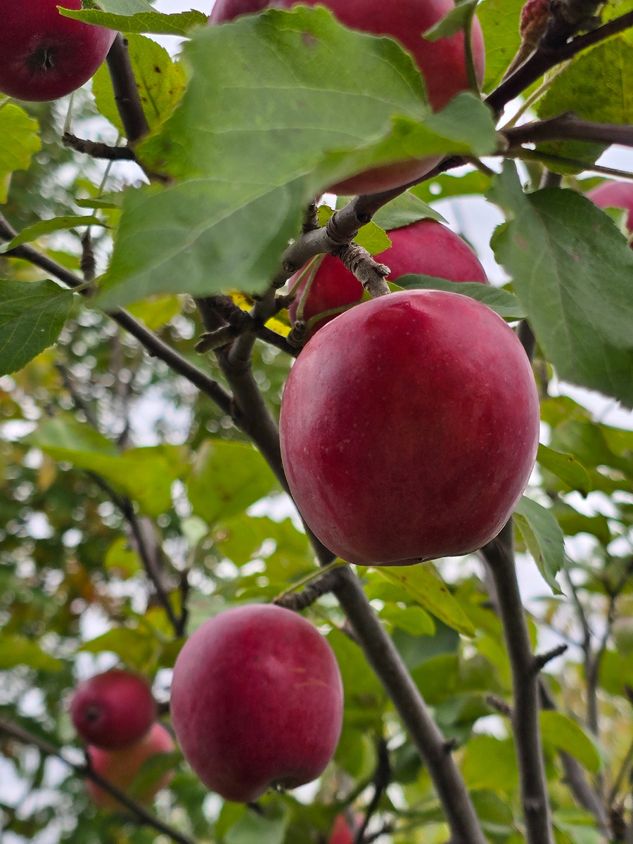 На второй продлоговатые