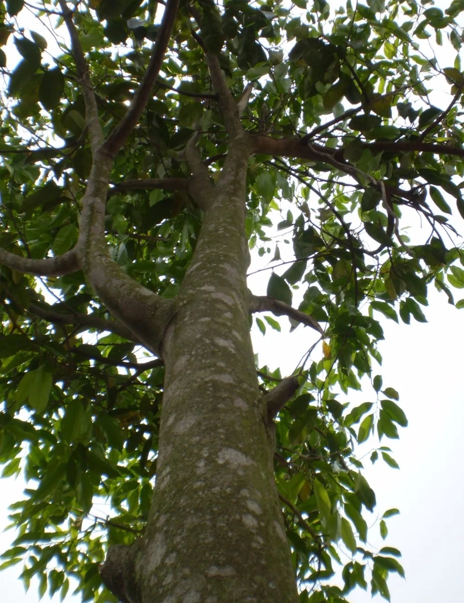 Из открытых источников интернеа