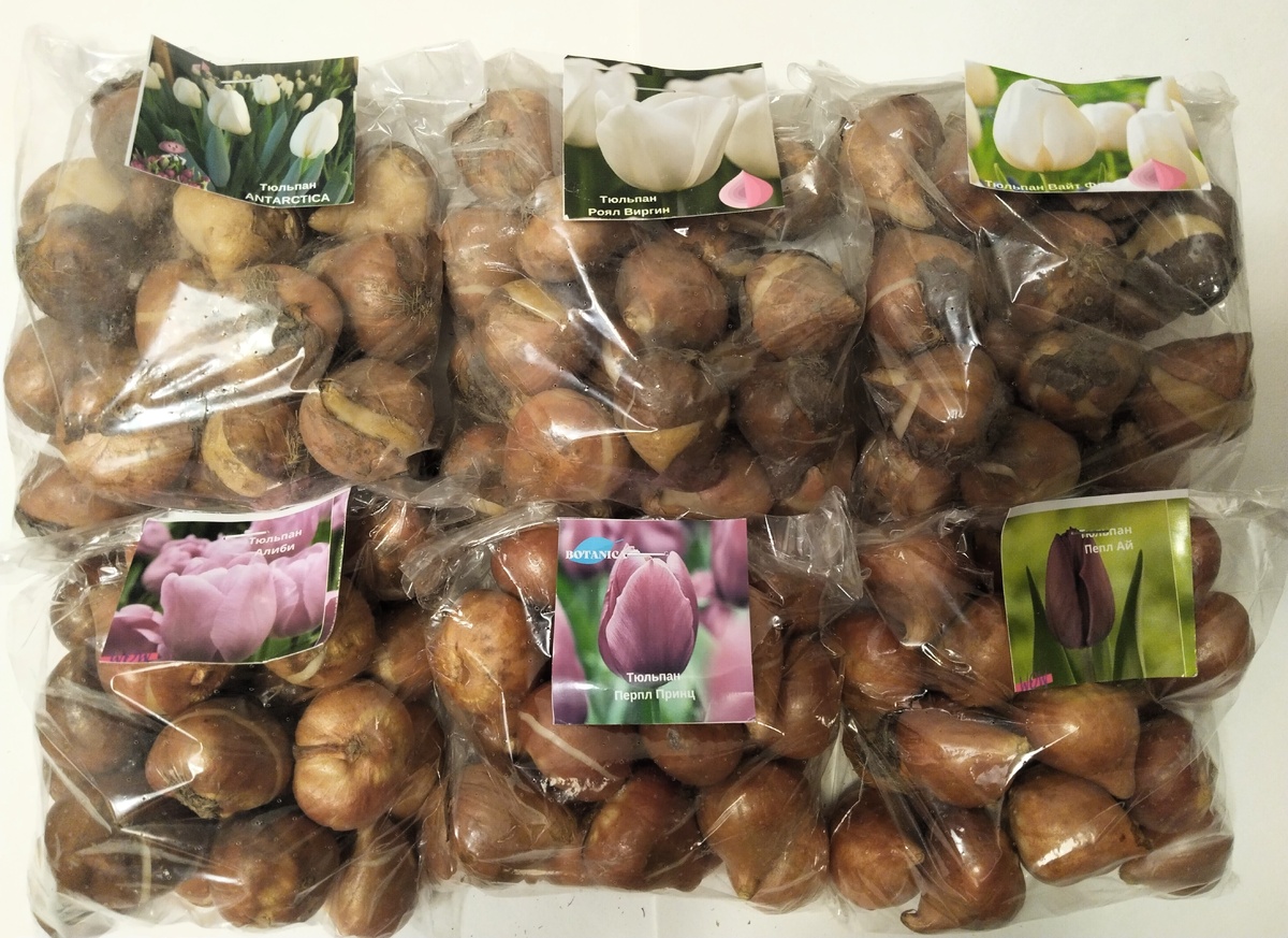 Луковицы тюльпанов. 11.09.2025