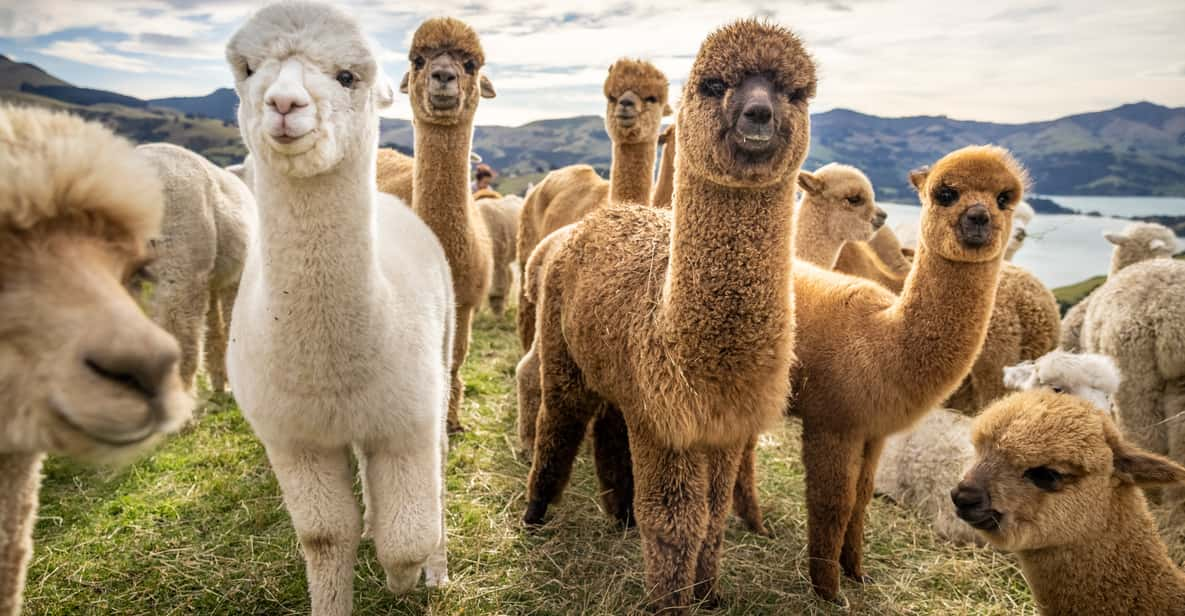 Стадо Альпаков в Азербайджане