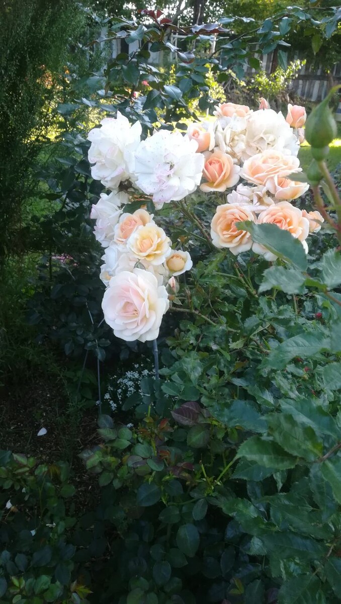 Свит Хани, всего лишь одна кисть на фото.