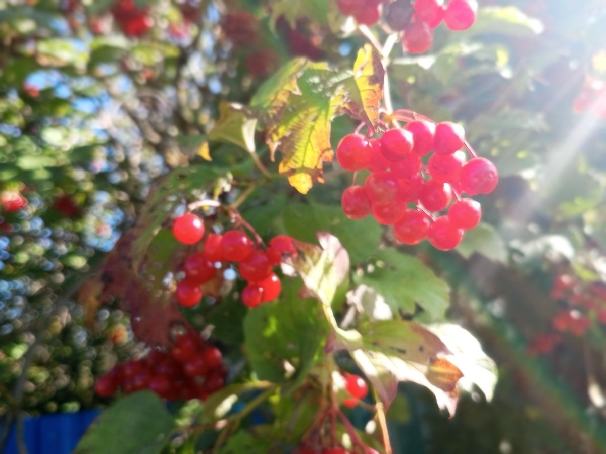 Красна ягода, да горька. Фото автора со вчерашней прогулки.