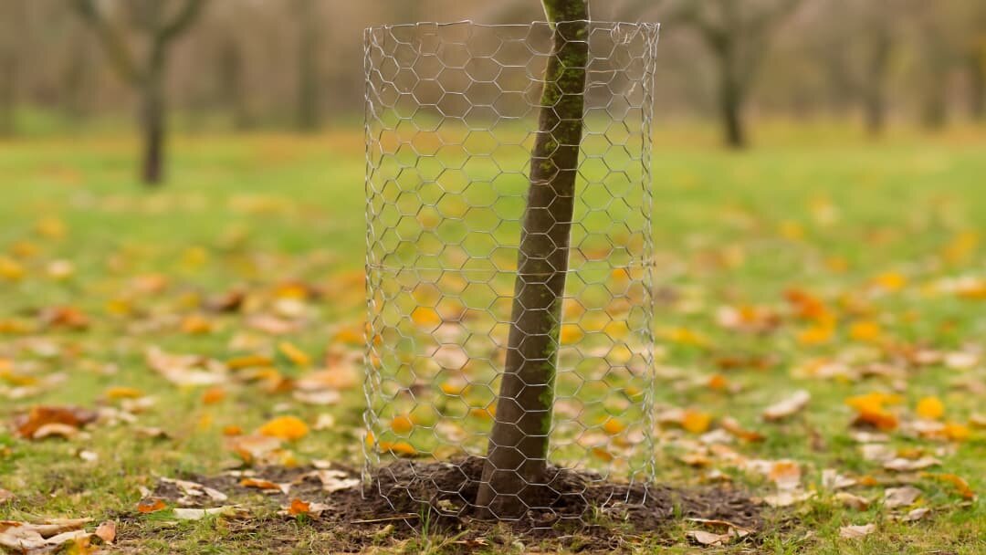 Сетка для защиты ствола молодого дерева от зайцев