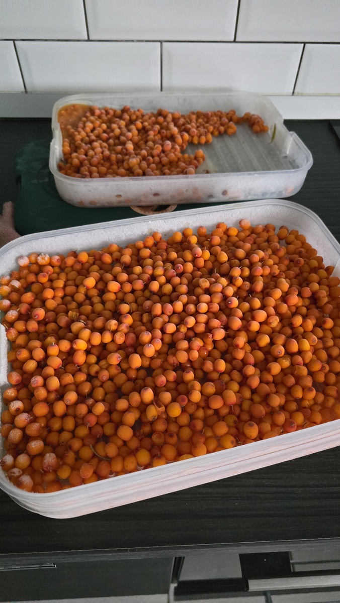 Сбор облепихи