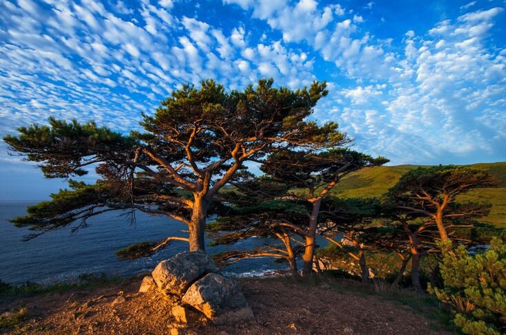 Картинка найдена на просторах интернета, ссылка https://yandex.ru/images/search?from=tabbar&img_url=https%3A%2F%2Fi.pinimg.com%2Foriginals%2Fa8%2F34%2F3f%2Fa8343f812879b5e7bd53274cf0591a19.jpg&lr=47&pos=15&rpt=simage&text=%D1%86%D0%B2%D0%B5%D1%82%DА1%8B%20%D0%BA%DВ1%80%D1%83%D0%BF%D0%BD%D0%BE%20%D1%84%D0%BE%D1%82%D0%BE