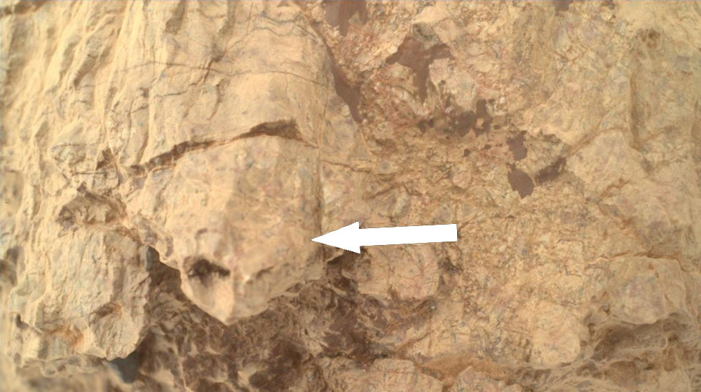    Неожиданный Обитатель Марса: Зачем НАСА Обнаружила Тортилу среди Камней