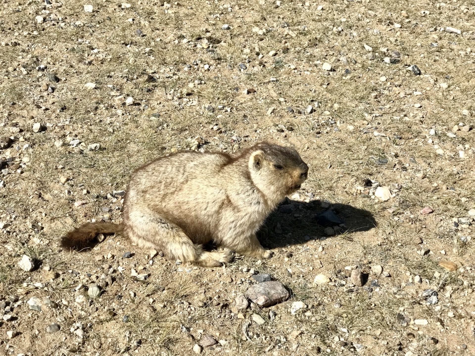    Грызун. Чума. Источник: Администрация Кош-Агачского района