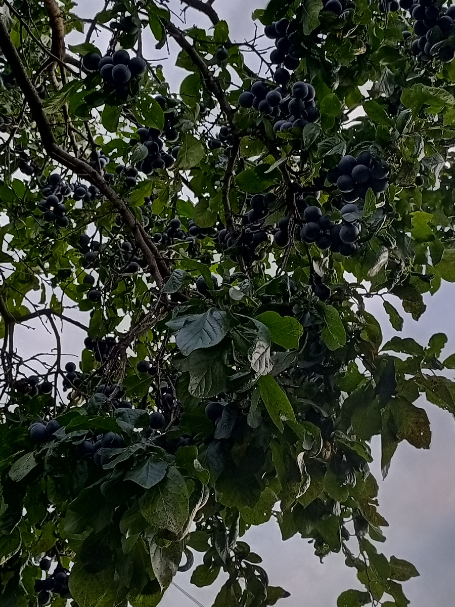 Зря что ли туда лазала