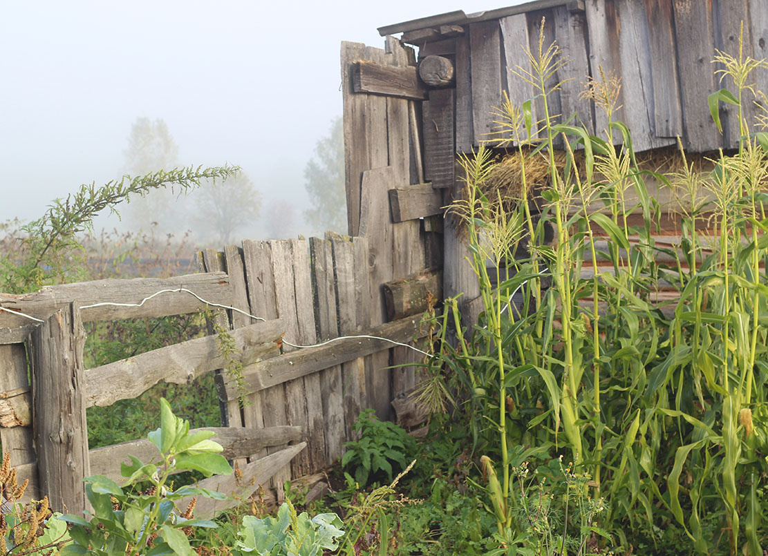 кукуруза в угол забилась