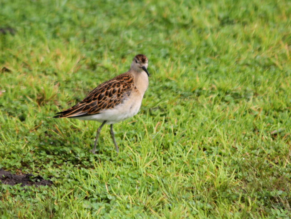    Турухтан. Источник: Алтайский биосферный заповедник