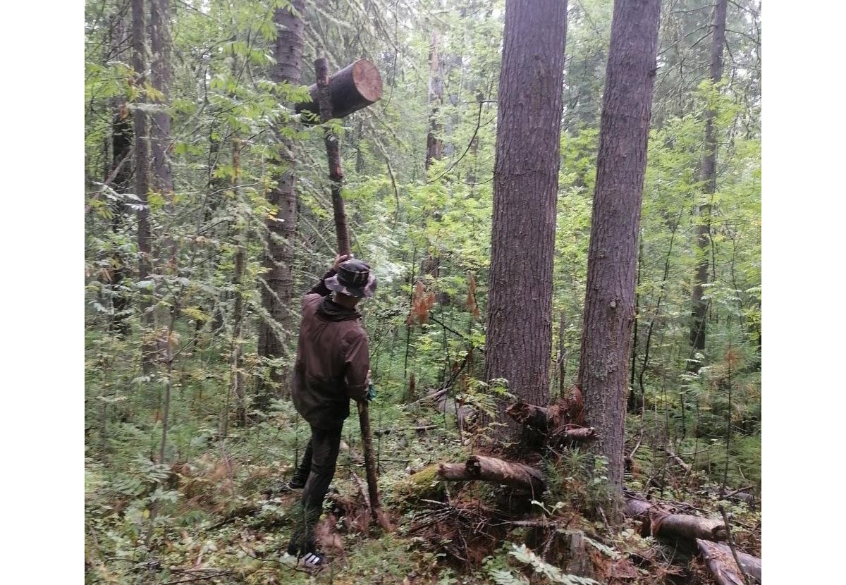    Кедровая лихорадка