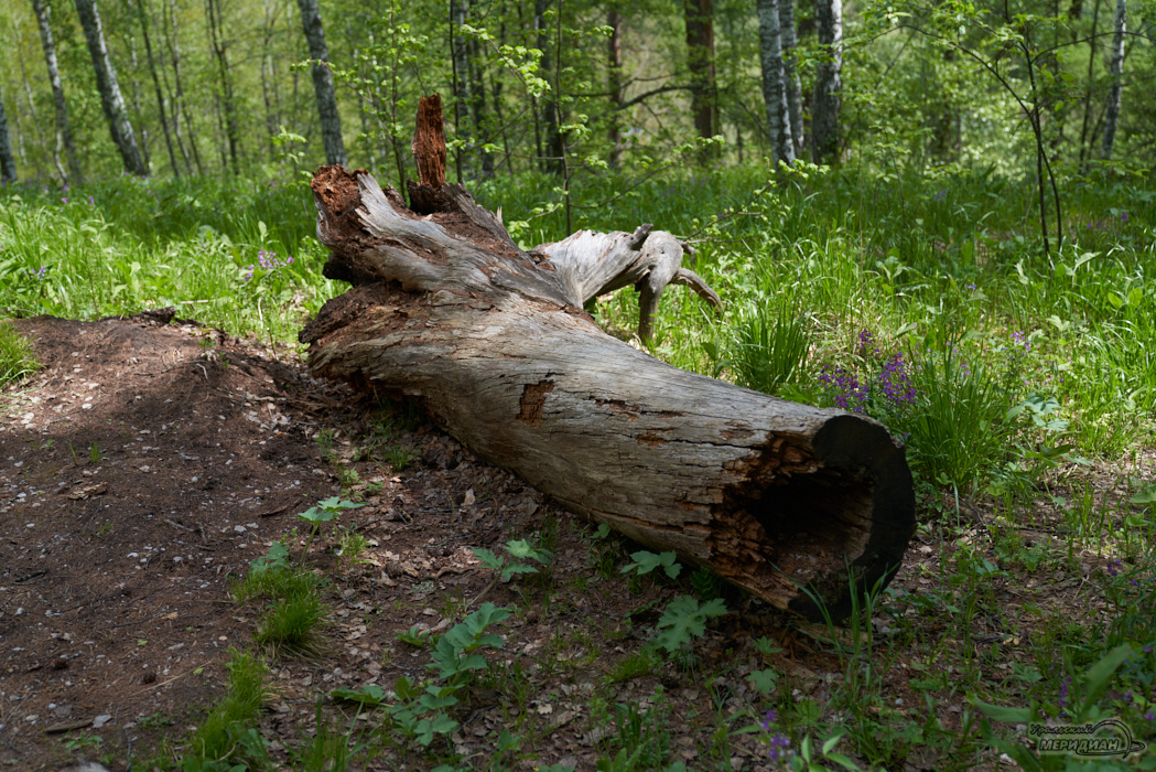    Фото: Лидия Аникина © ИА «Уральский меридиан»