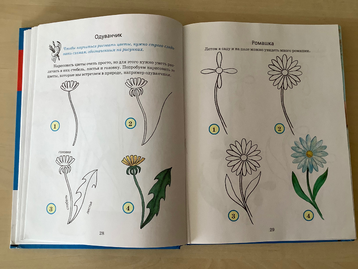Рисуем цветы (одуванчик, ромашка)