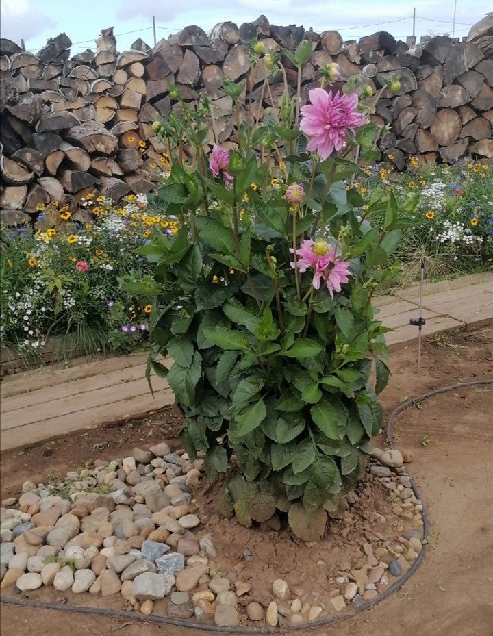 Кустик георгины на даче