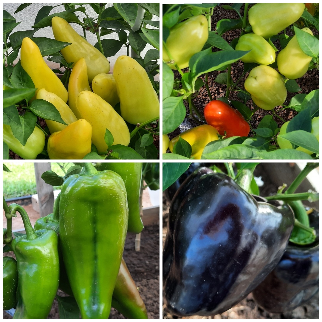 Мой парник с перцами.