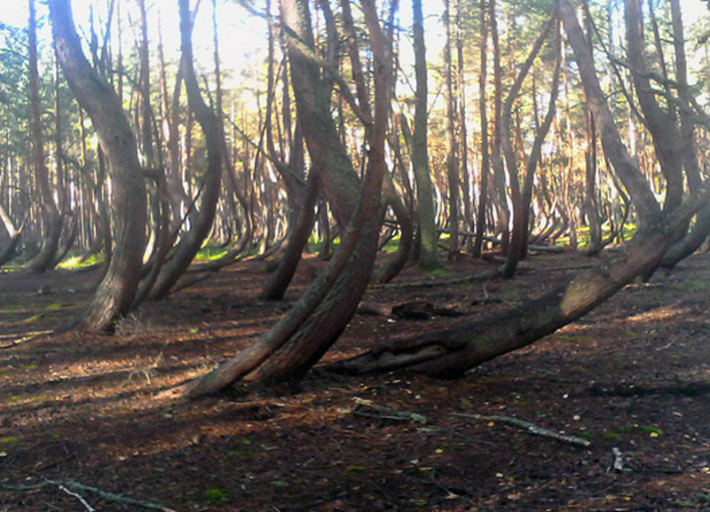    Фото: ryazan.rcfh.ru