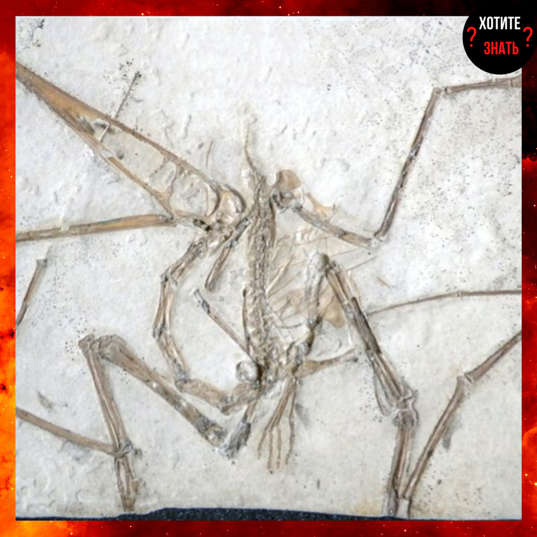 Окаменелость Pterodactylus antiquus.