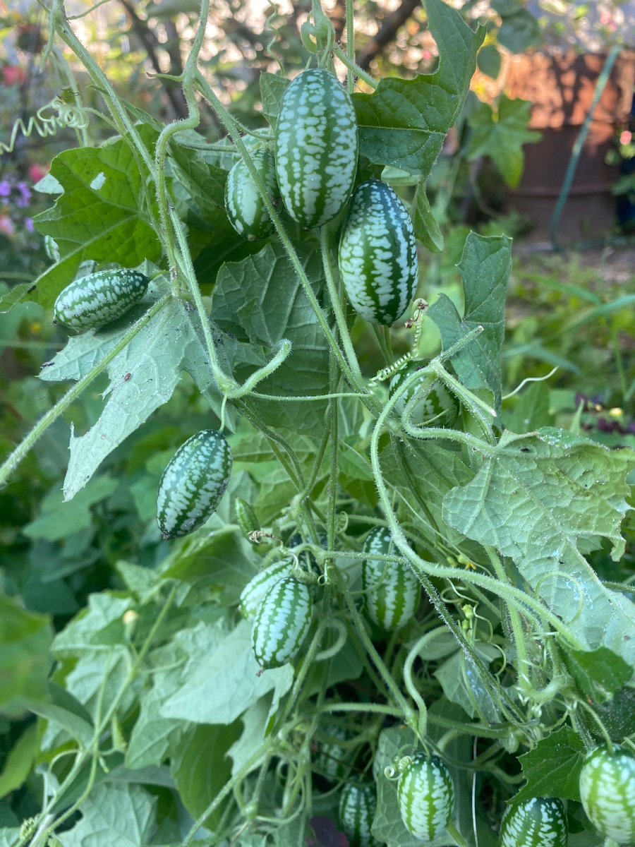 Мелотрия шершавая, фото автора