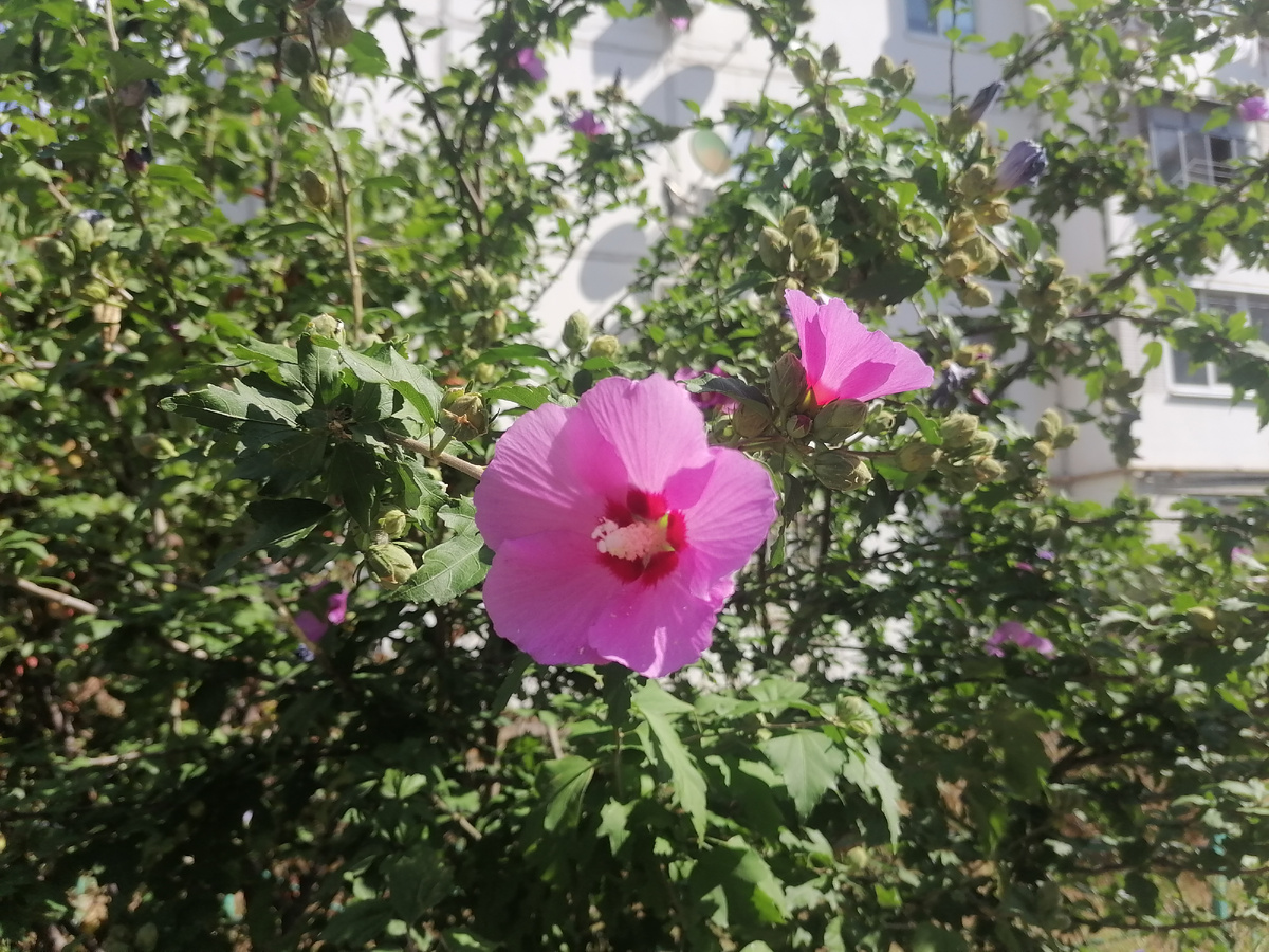 цветущий гибискус во дворе дома, вчера фотографировала