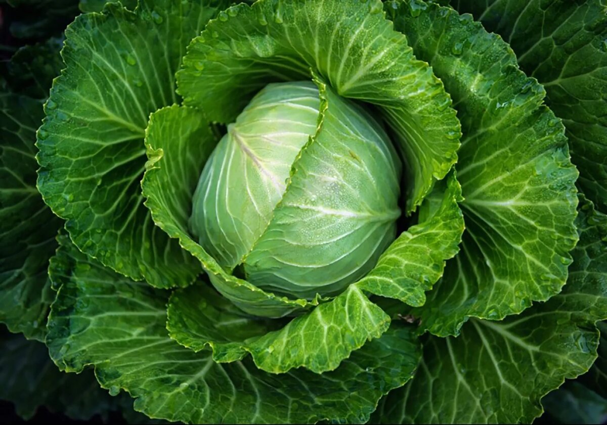 Капуста белокачанная.Родина овоща Средиземноморье.