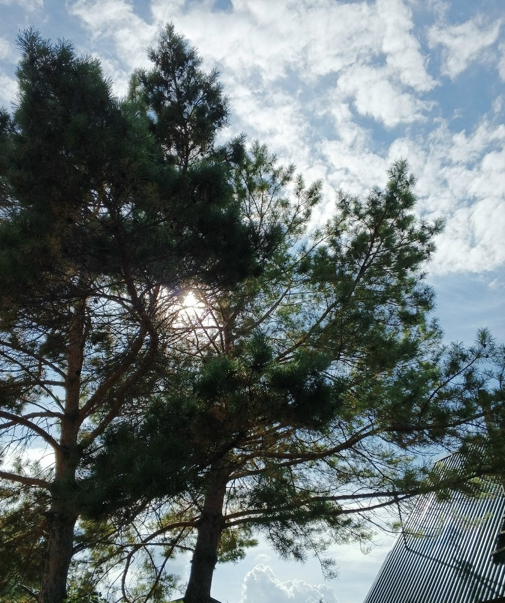 Сосна благоухает сухой осенней хвоей