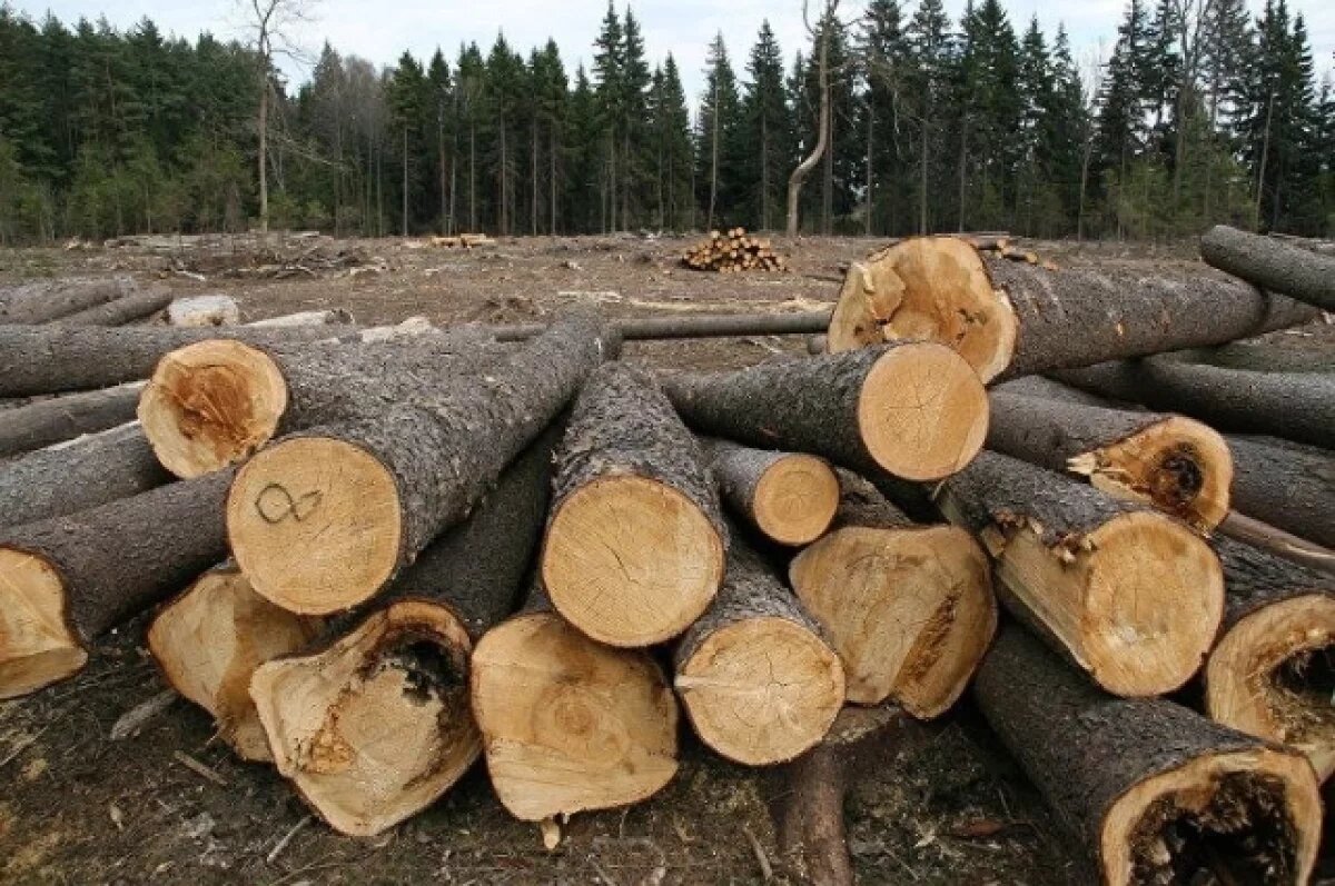    79 деревьев погибли из-за действий лесозаготовителя в Хабаровском крае
