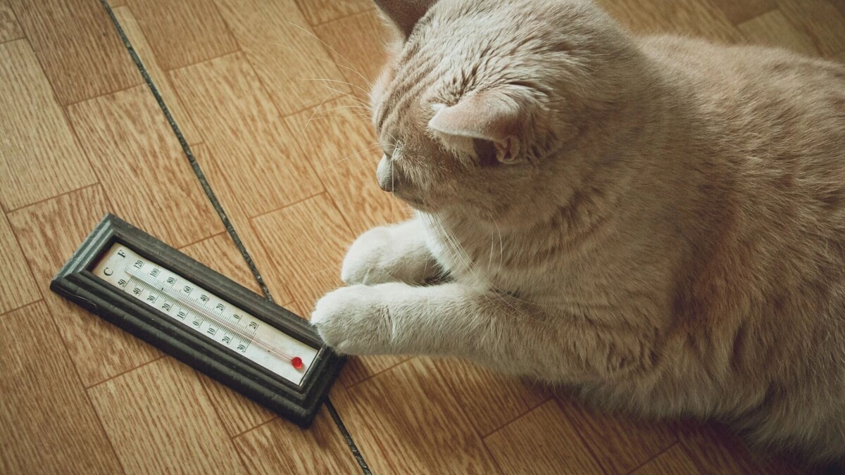     Источник: 1MI