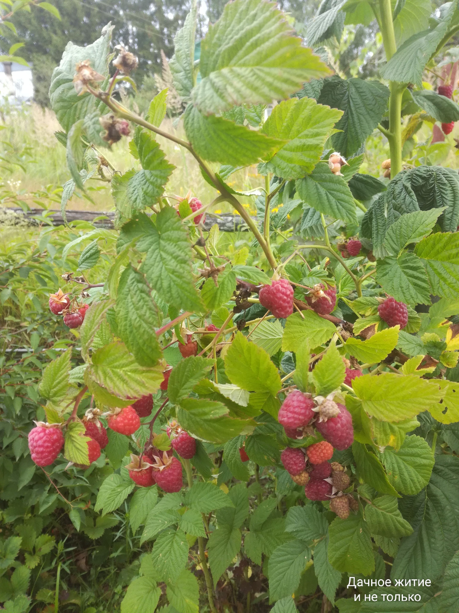 Любимая малинка