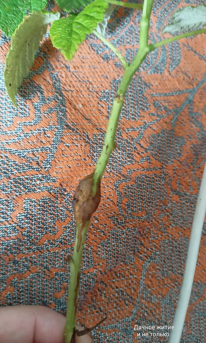 Такую шишку невозможно не заметить