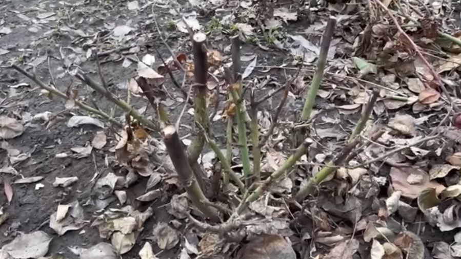 Результат неправильной обрезки - мертвые кусты весной