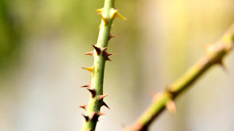 Идеальная температура +5 градусов  для обрезки роз в сентябре