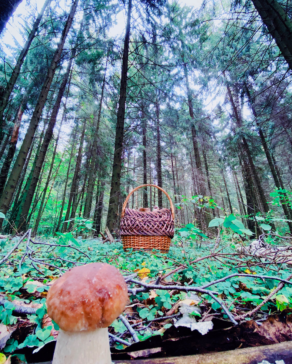 Автор: Алексей Моисеев / @partyzzzan