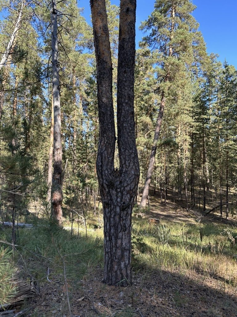    Необычную сосну-акробата обнаружили в Бузулукском бору Оренбуржье