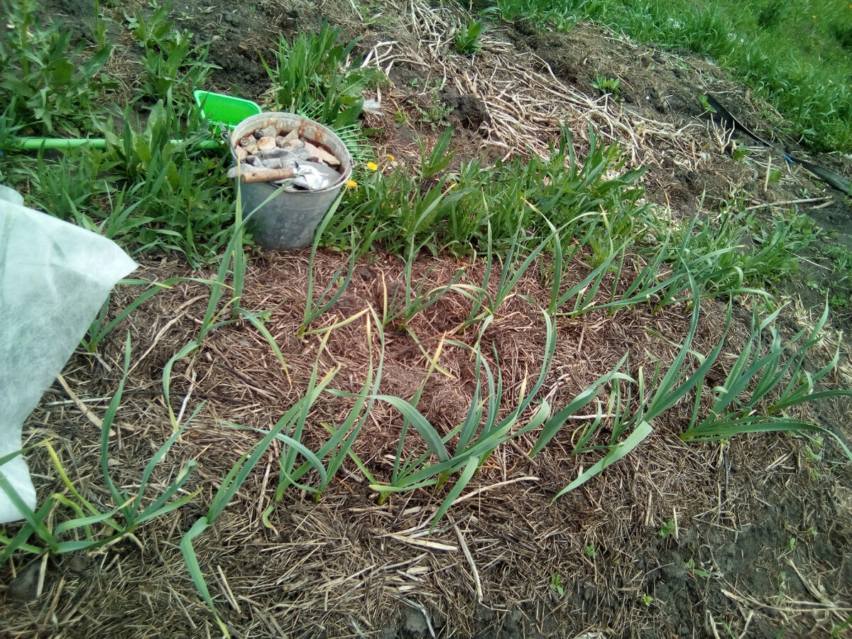 21 мая 2022 года. Чеснок колосится вовсю! Желтые кончики листьев - из-за возвратных заморозков