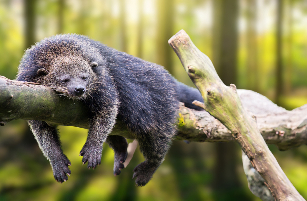 Знакомьтесь, это бинтуронг. И да, он действительно пахнет попкорном!