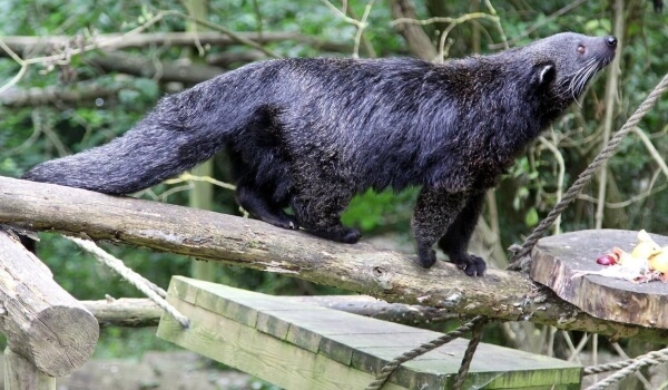 Не кошка и не медведь, а обладатель роскошной шубы и пятой конечности в виде хвоста.