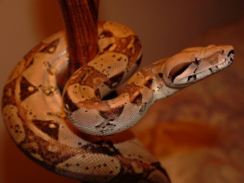 Императорский удав — не просто питомец, а настоящий аристократ в мире рептилий.