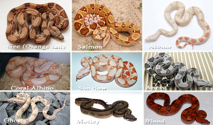 Разнообразие окрасов императорских удавов поражает воображение — каждый сможет найти змею по душе!