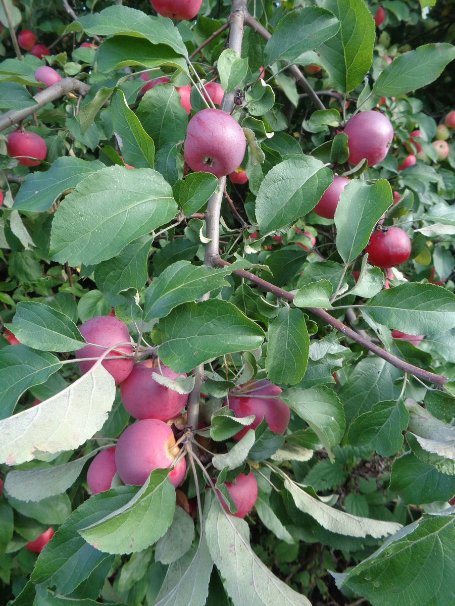 Алтайское пурпуровое. Фото автора